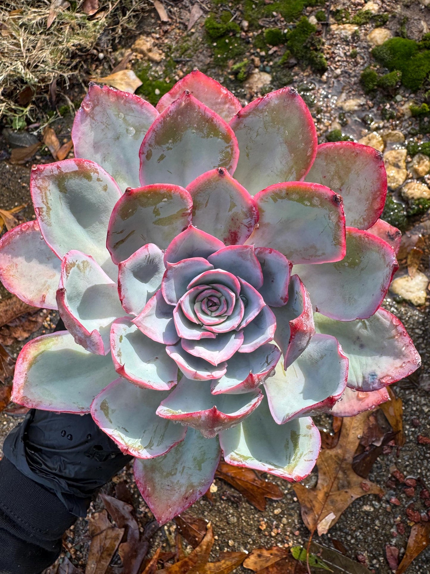 Echeveria  ‘blue light ’ , big single head,   high quality, 5.3inches, Imported Rare Succulent, live plant, gift