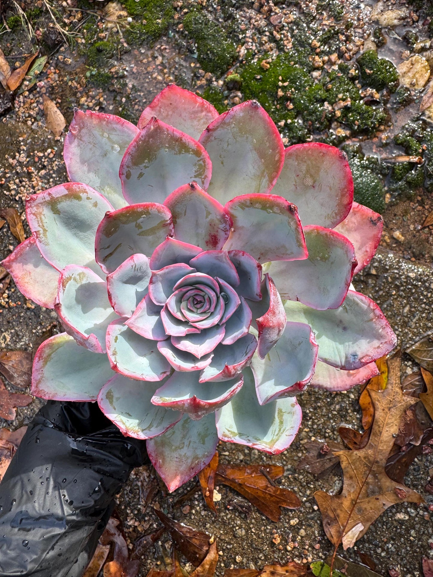 Echeveria  ‘blue light ’ , big single head,   high quality, 5.3inches, Imported Rare Succulent, live plant, gift