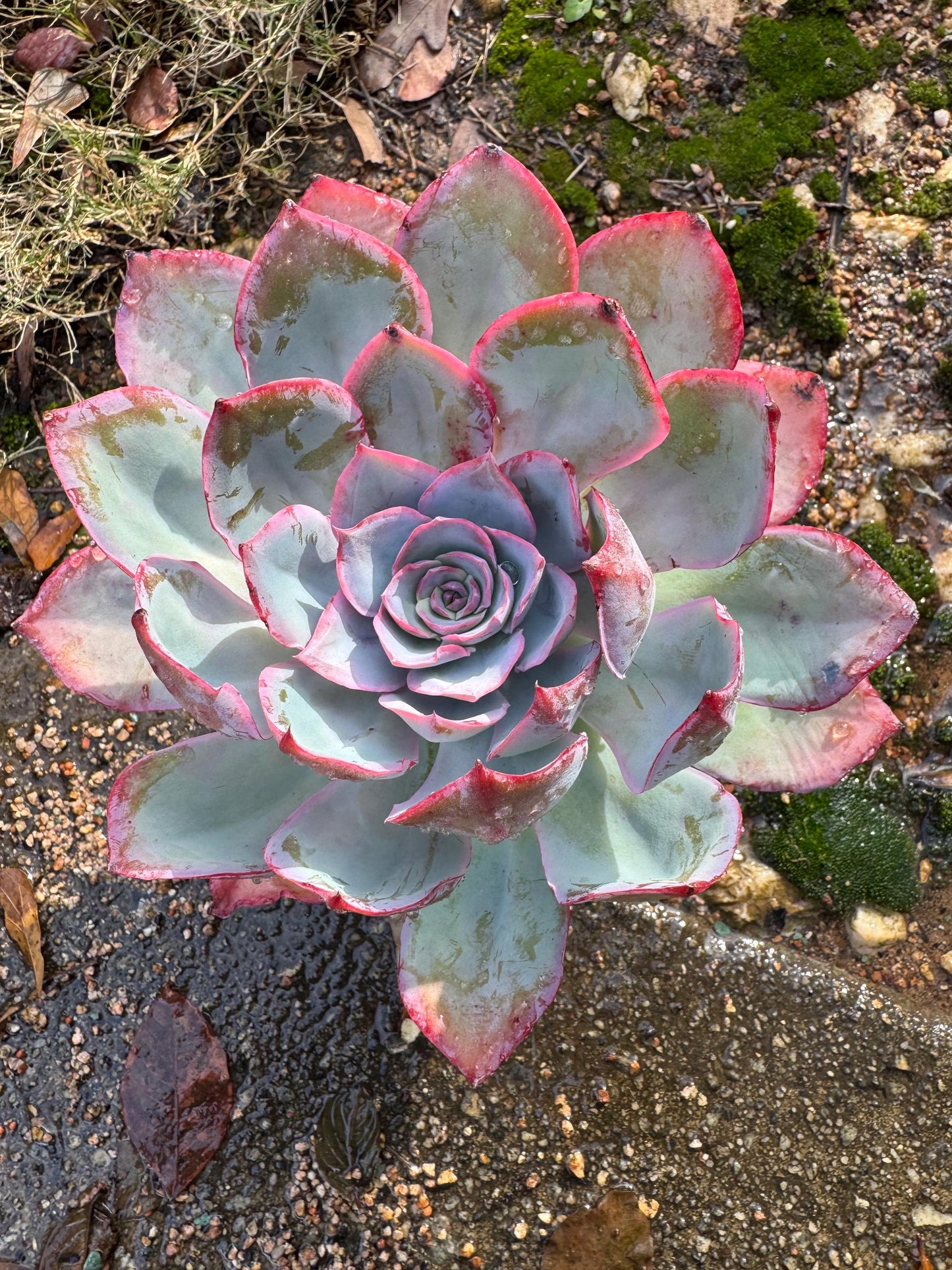 Echeveria  ‘blue light ’ , big single head,   high quality, 5.3inches, Imported Rare Succulent, live plant, gift