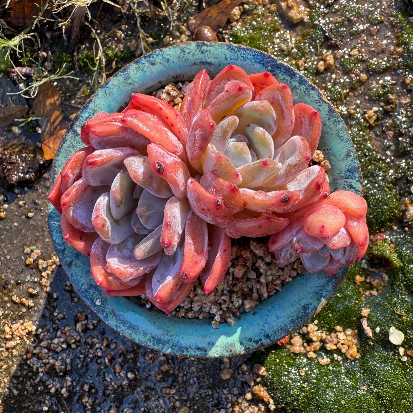 Echeveria Korean ‘ Orange Monroe’cluster, 3heads, high quality, 3.6inches , Bare Root, Imported Rare Succulent, live plant, gift