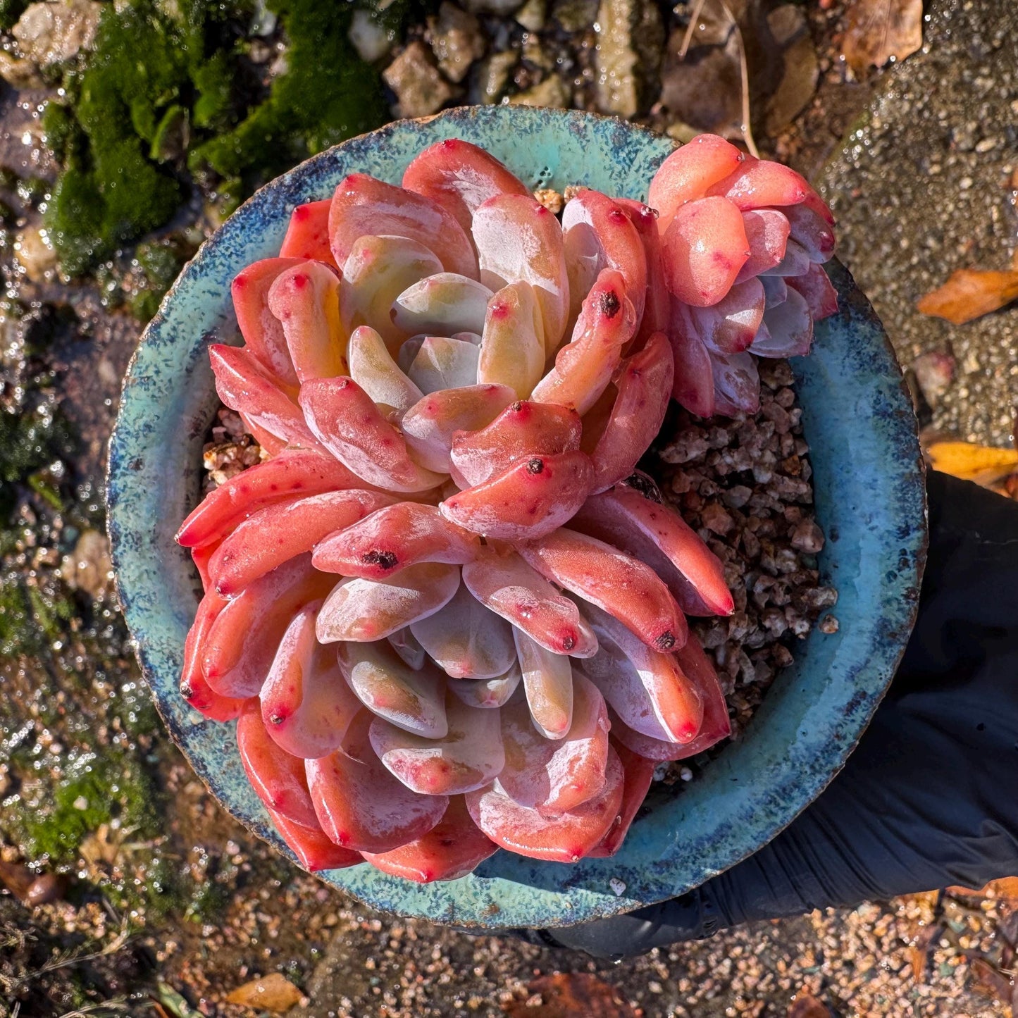 Echeveria Korean ‘ Orange Monroe’cluster, 3heads, high quality, 3.6inches , Bare Root, Imported Rare Succulent, live plant, gift