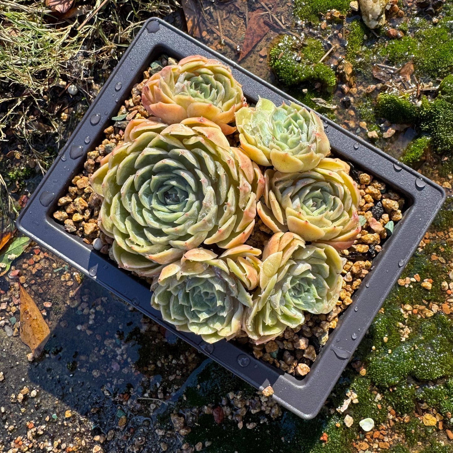 Echeveria 'Onslow'cluster, 4.6inches, 6heads, nice color, bare Root, Imported Rare Succulent, live plant, gift