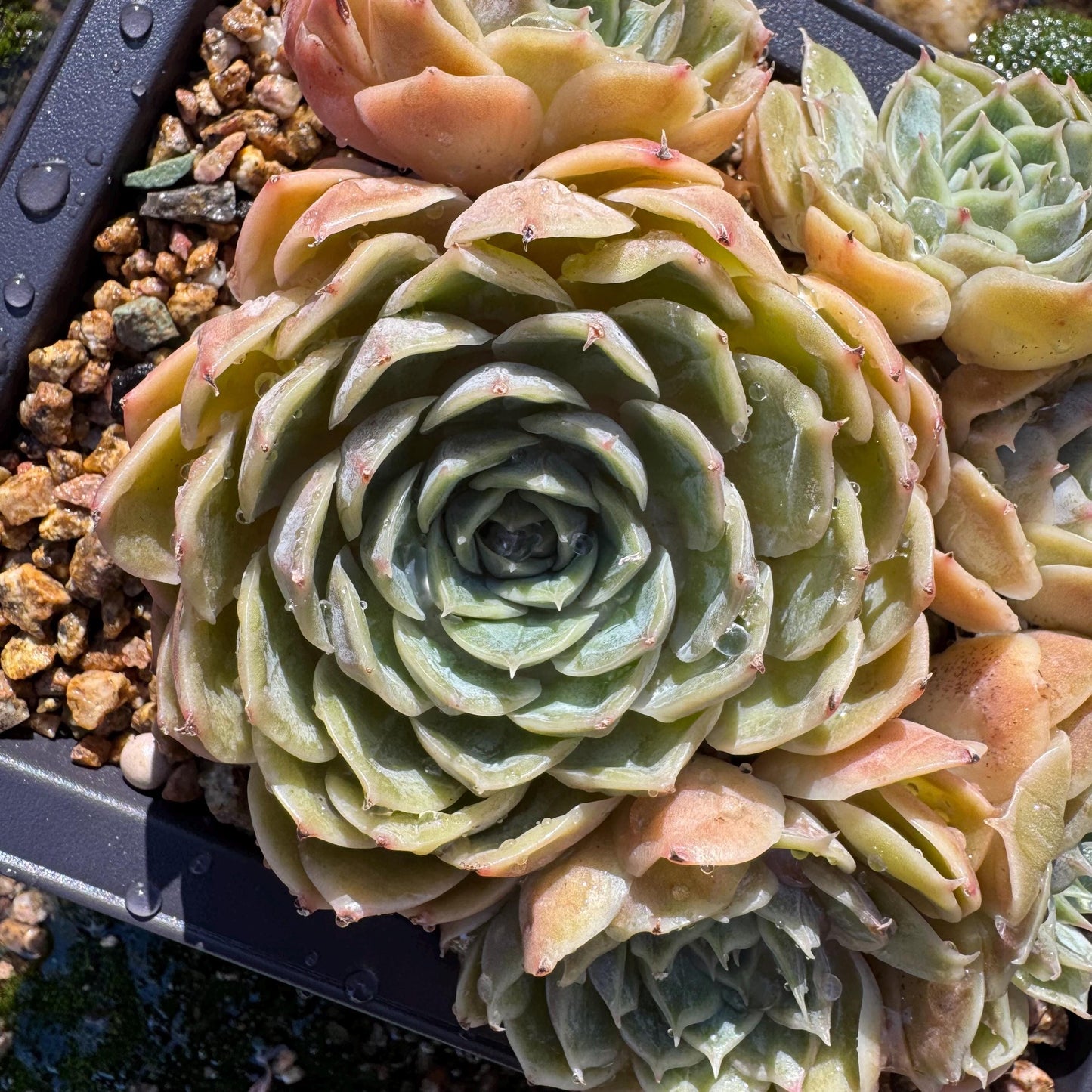 Echeveria 'Onslow'cluster, 4.6inches, 6heads, nice color, bare Root, Imported Rare Succulent, live plant, gift