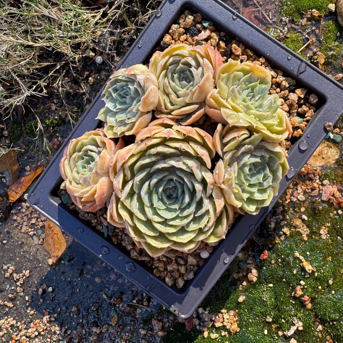 Echeveria 'Onslow'cluster, 4.6inches, 6heads, nice color, bare Root, Imported Rare Succulent, live plant, gift