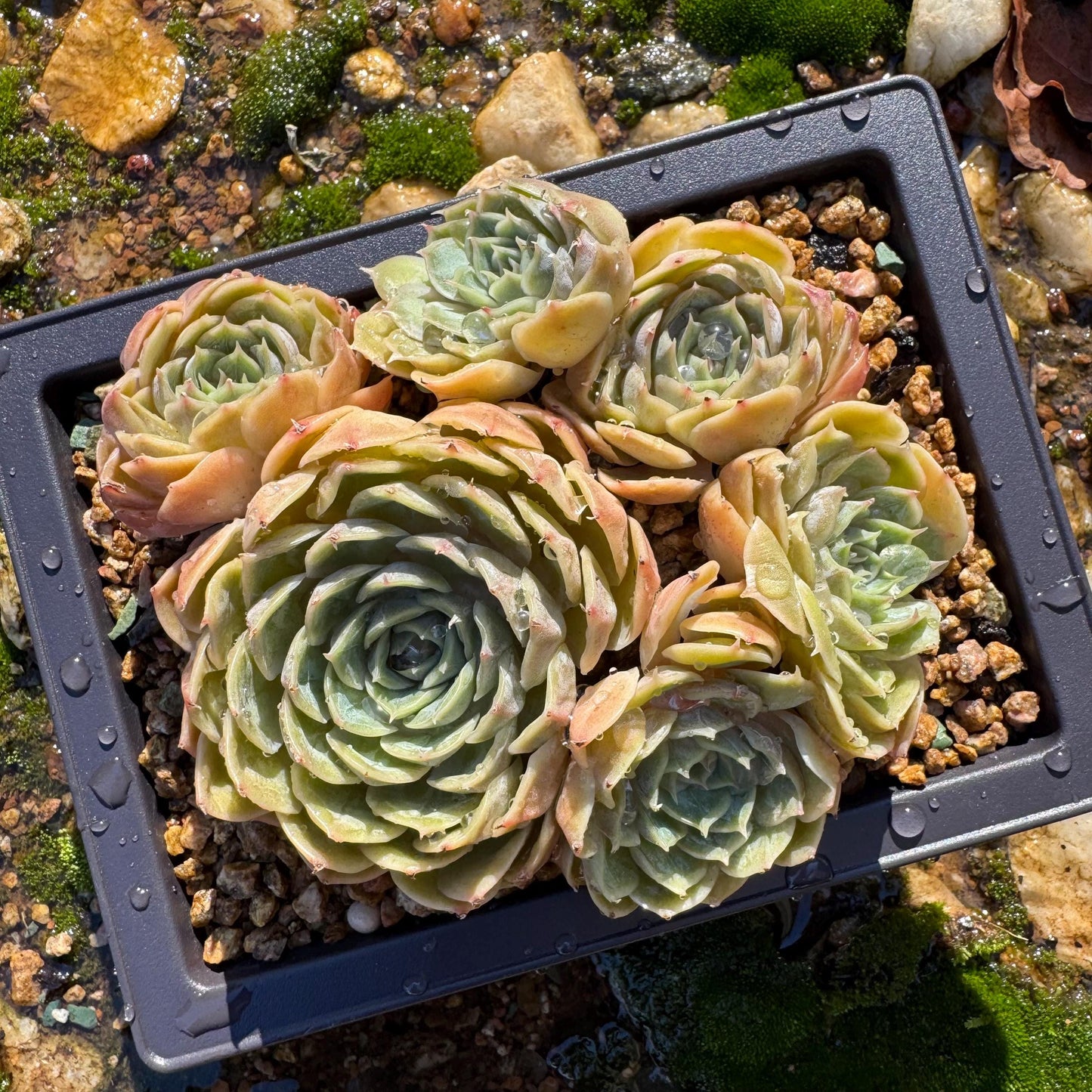 Echeveria 'Onslow'cluster, 4.6inches, 6heads, nice color, bare Root, Imported Rare Succulent, live plant, gift