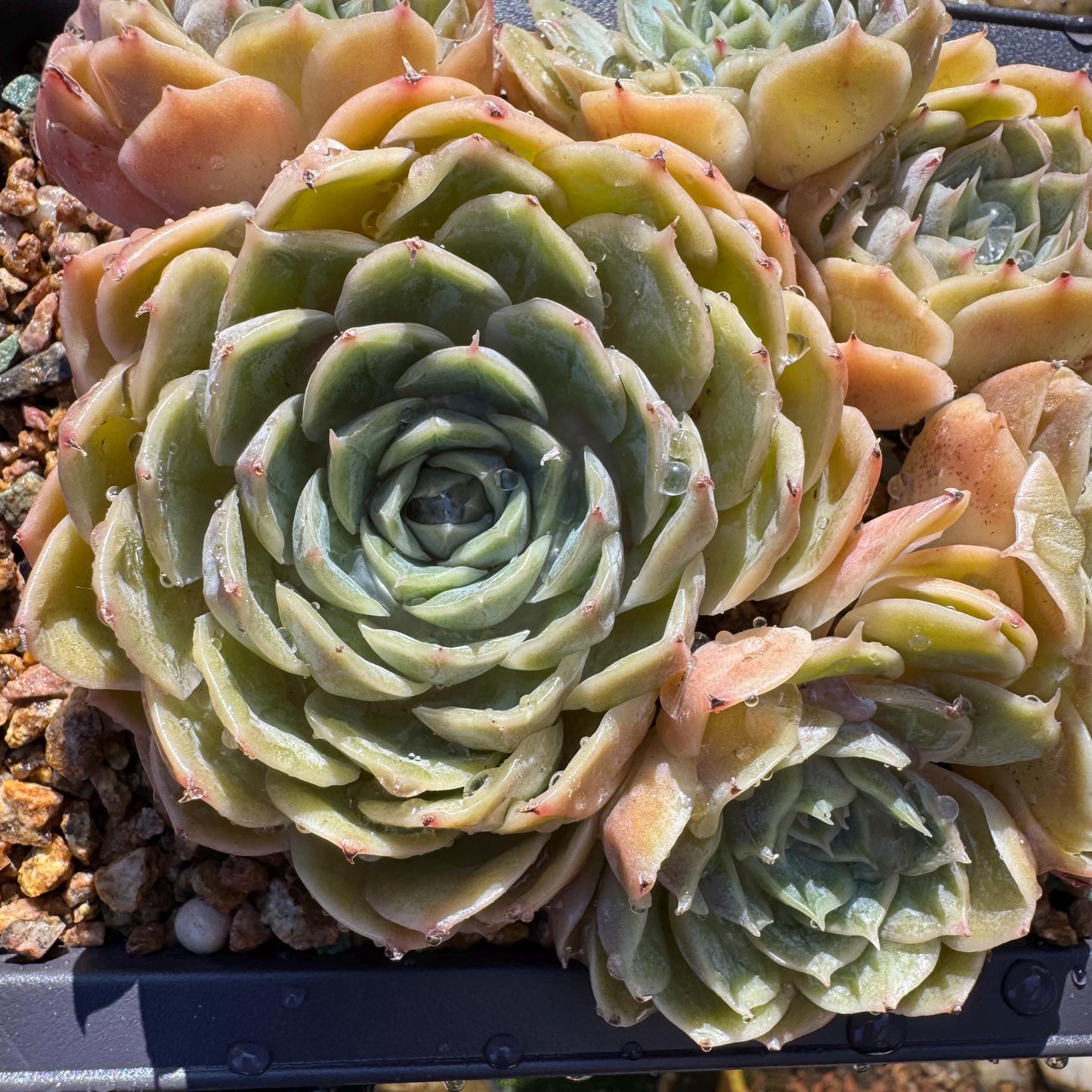 Echeveria 'Onslow'cluster, 4.6inches, 6heads, nice color, bare Root, Imported Rare Succulent, live plant, gift