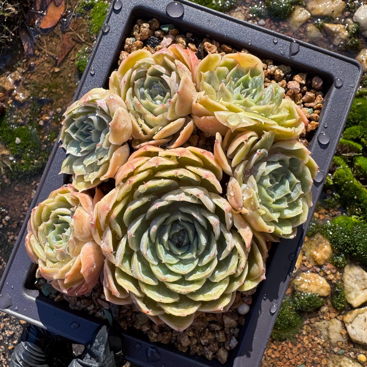 Echeveria 'Onslow'cluster, 4.6inches, 6heads, nice color, bare Root, Imported Rare Succulent, live plant, gift