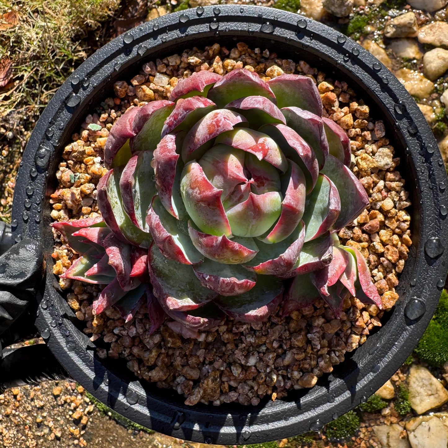 Echeveria Agavoides'Casio', a big head with 2 babies , 4.1inches, Imported Rare Succulent, Bare Root, live plant, gift