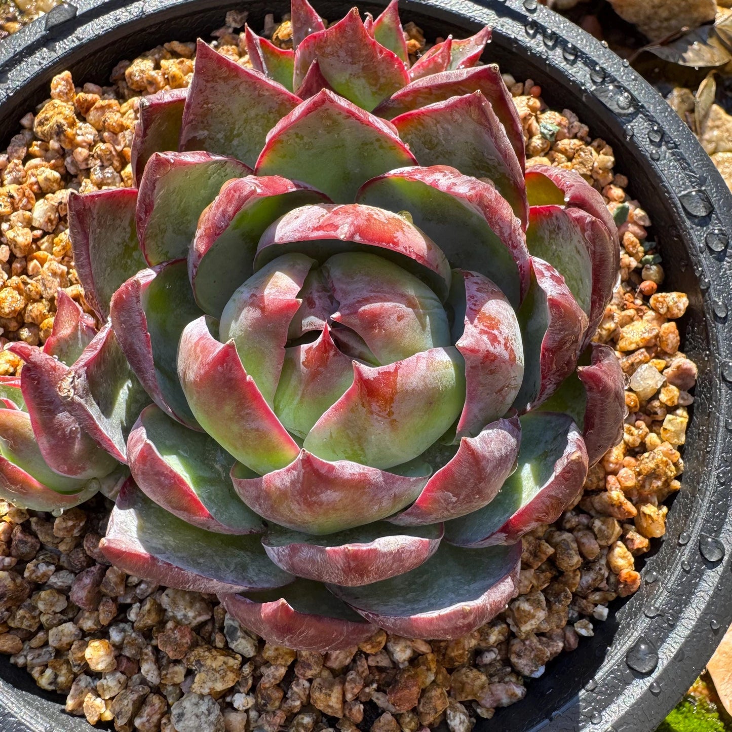 Echeveria Agavoides'Casio', a big head with 2 babies , 4.1inches, Imported Rare Succulent, Bare Root, live plant, gift