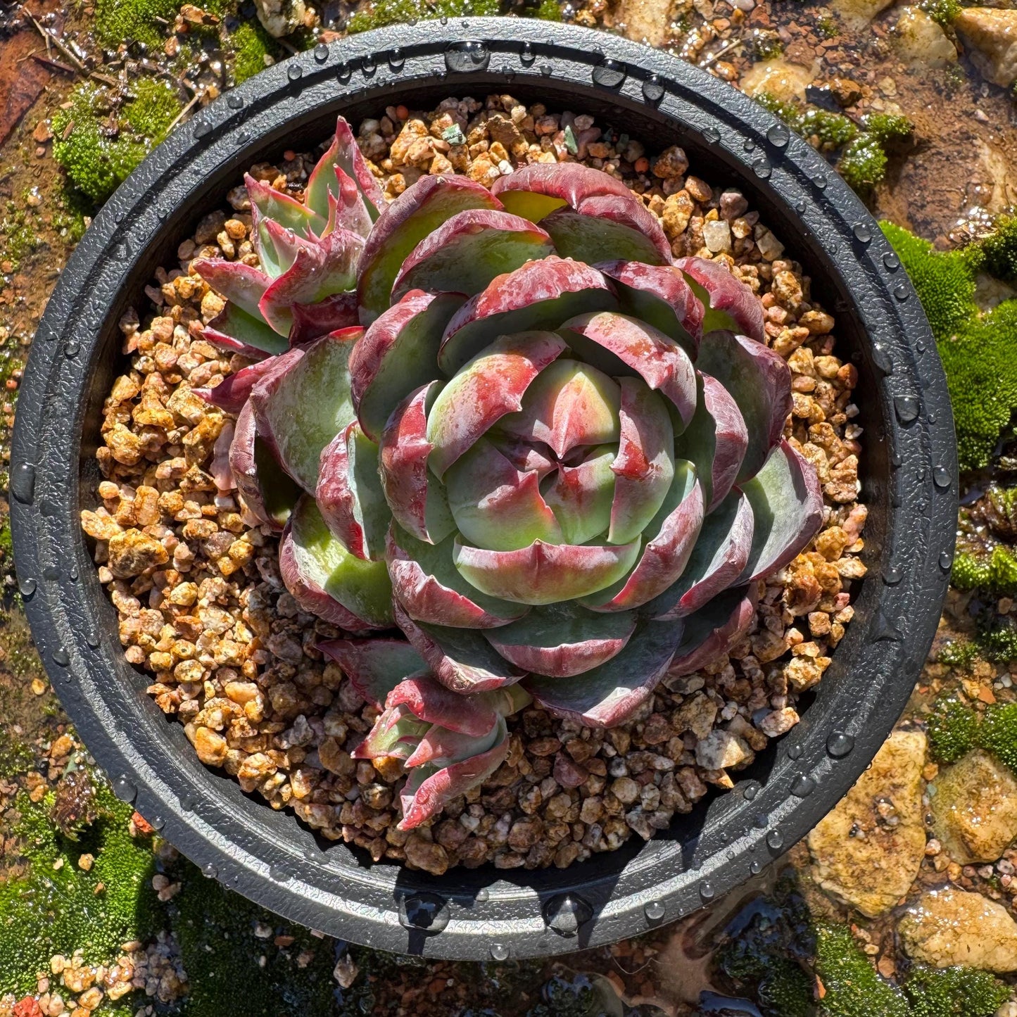 Echeveria Agavoides'Casio', a big head with 2 babies , 4.1inches, Imported Rare Succulent, Bare Root, live plant, gift