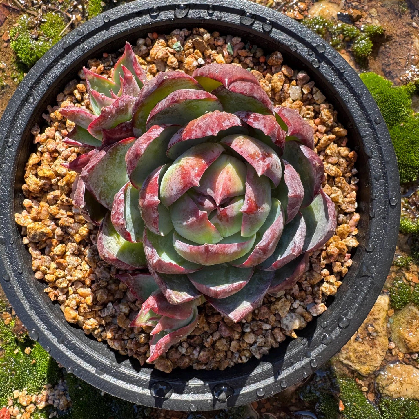 Echeveria Agavoides'Casio', a big head with 2 babies , 4.1inches, Imported Rare Succulent, Bare Root, live plant, gift