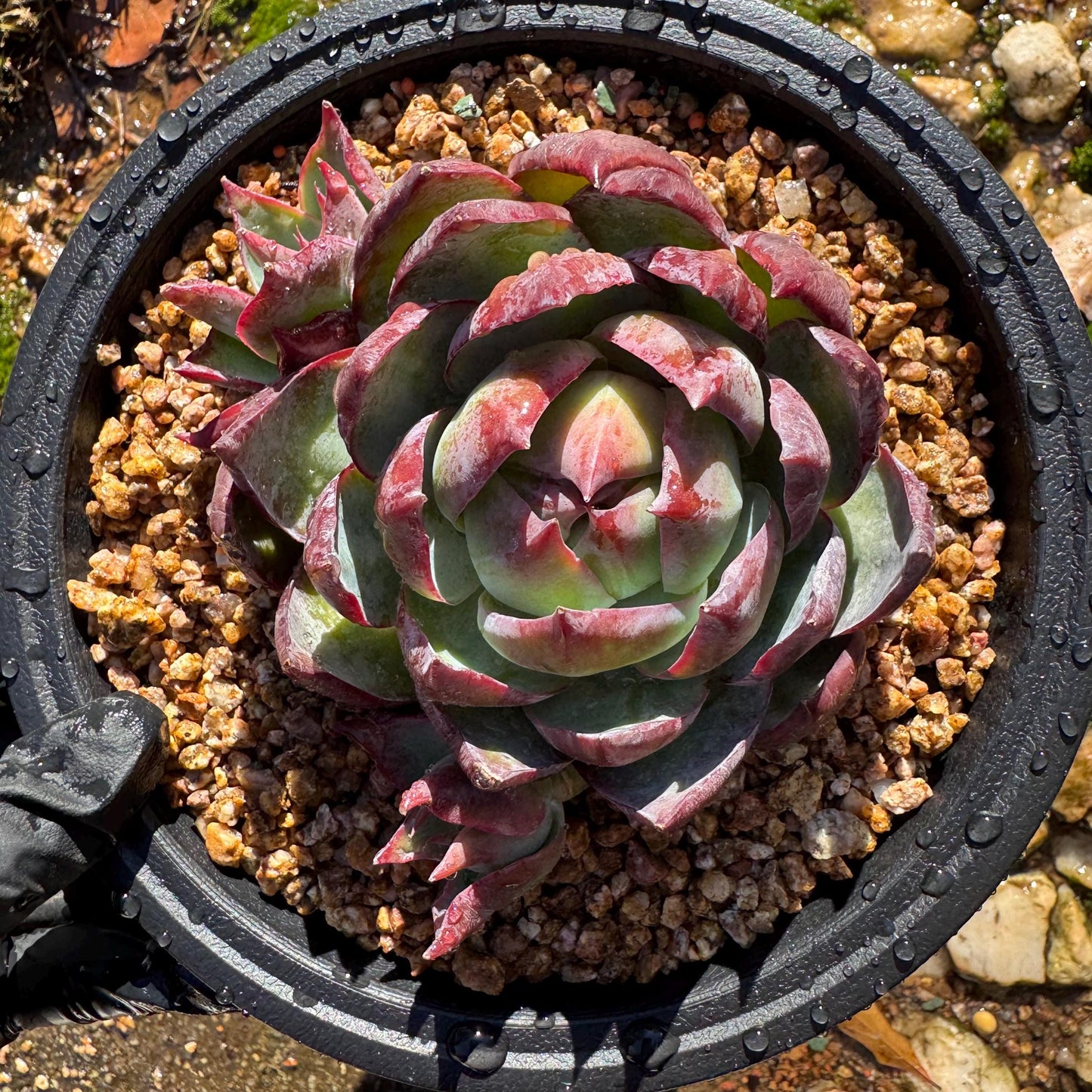 Echeveria Agavoides'Casio', a big head with 2 babies , 4.1inches, Imported Rare Succulent, Bare Root, live plant, gift