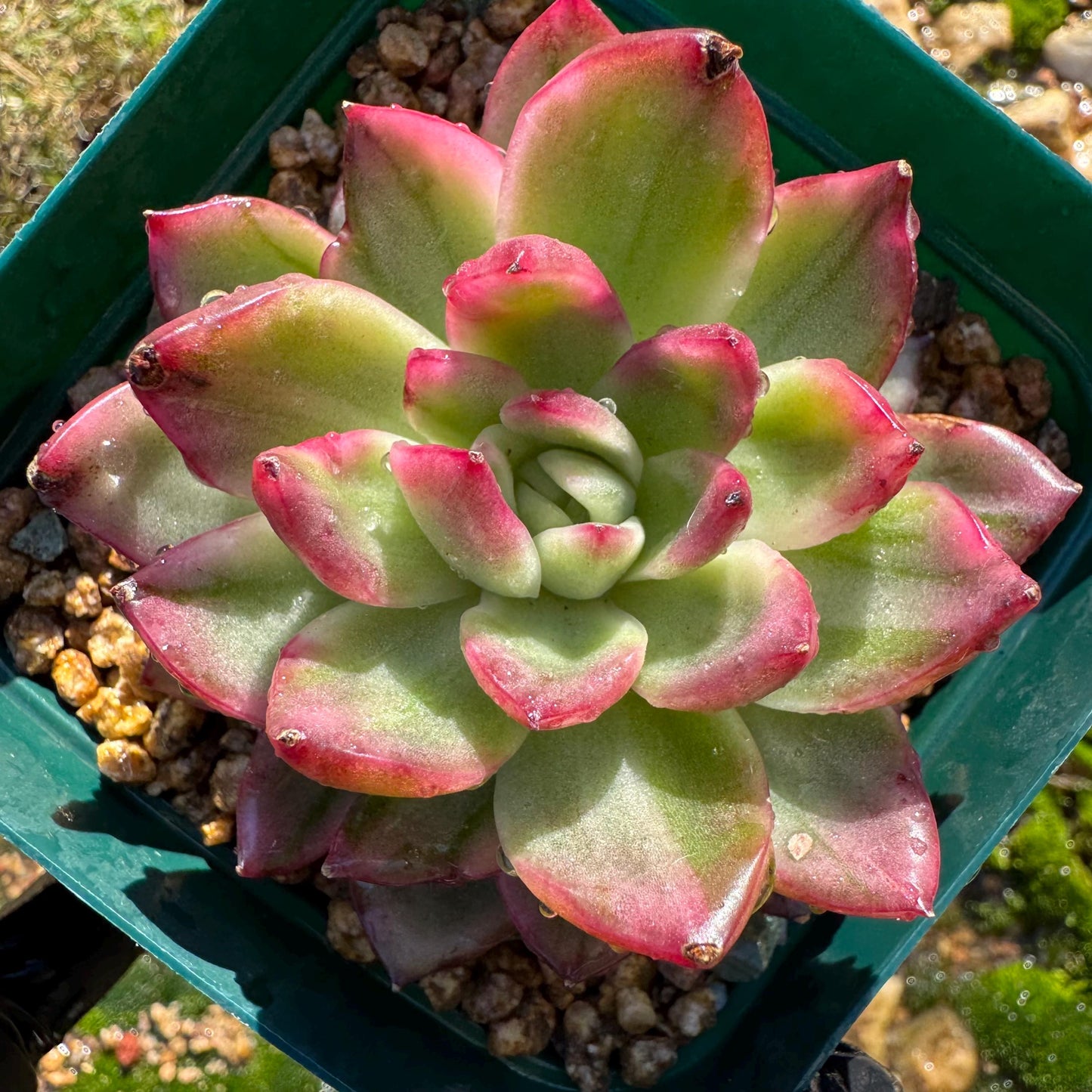 New! Echeveria  ‘crystal rose ’ Variegated , only one , single head , high quality, 2.7inches,  Imported Rare Succulent, live plant, gif