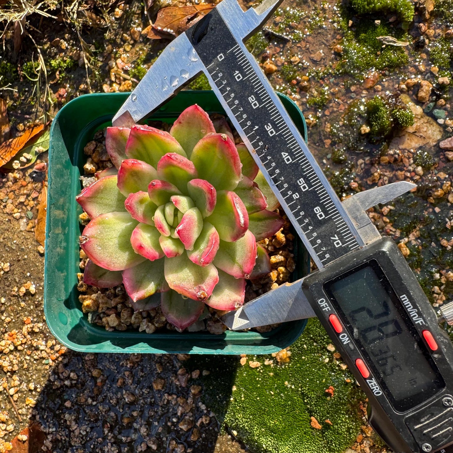 New! Echeveria  ‘crystal rose ’ Variegated , only one , single head , high quality, 2.7inches,  Imported Rare Succulent, live plant, gif