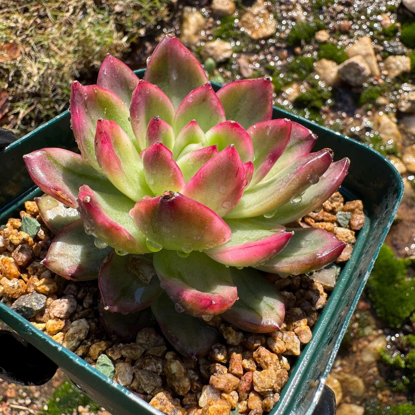 New! Echeveria  ‘crystal rose ’ Variegated , only one , single head , high quality, 2.7inches,  Imported Rare Succulent, live plant, gif