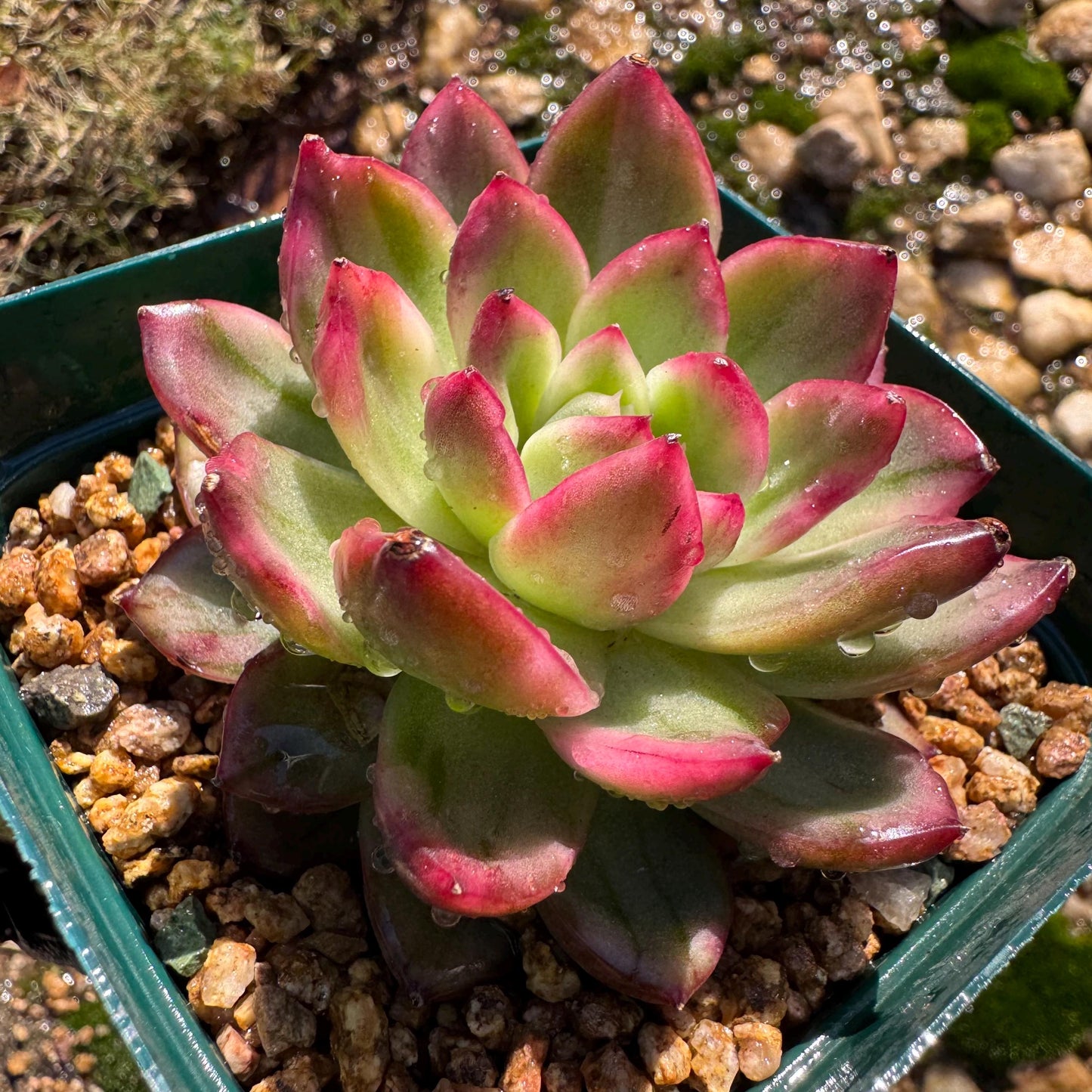 New! Echeveria  ‘crystal rose ’ Variegated , only one , single head , high quality, 2.7inches,  Imported Rare Succulent, live plant, gif