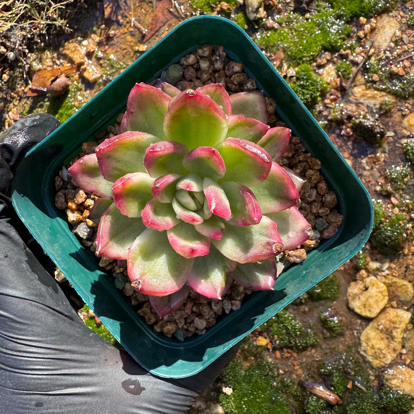 New! Echeveria  ‘crystal rose ’ Variegated , only one , single head , high quality, 2.7inches,  Imported Rare Succulent, live plant, gif