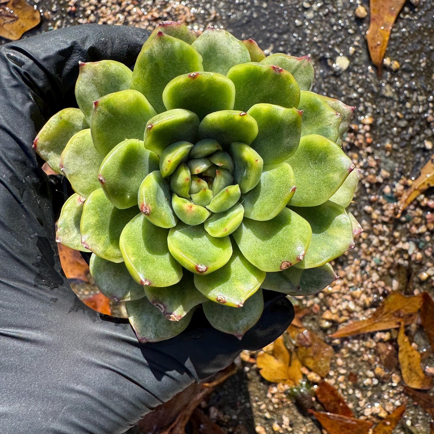 Echeveria' Ice Angle Variegated', about 2.5inches, new hybrid,  single head, Bare Root, Imported Rare Succulent