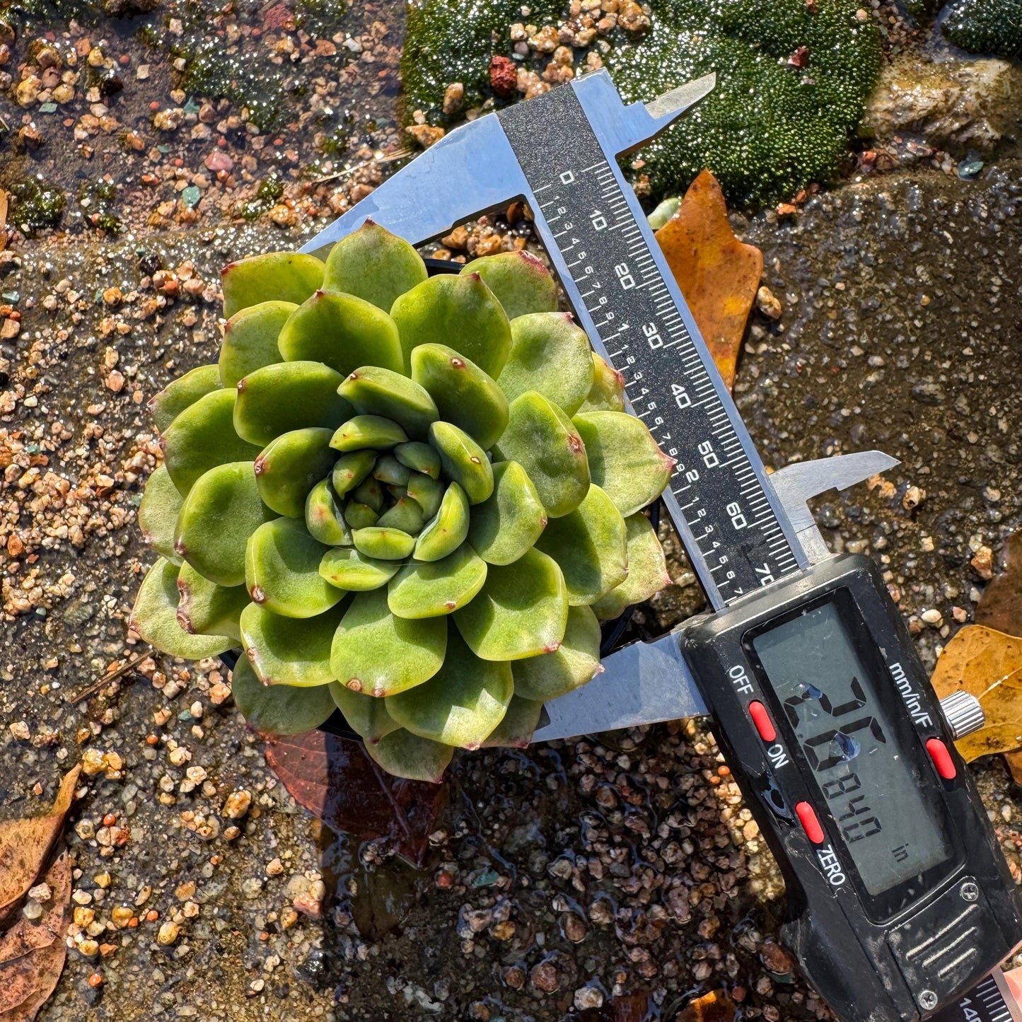 Echeveria' Ice Angle Variegated', about 2.5inches, new hybrid,  single head, Bare Root, Imported Rare Succulent