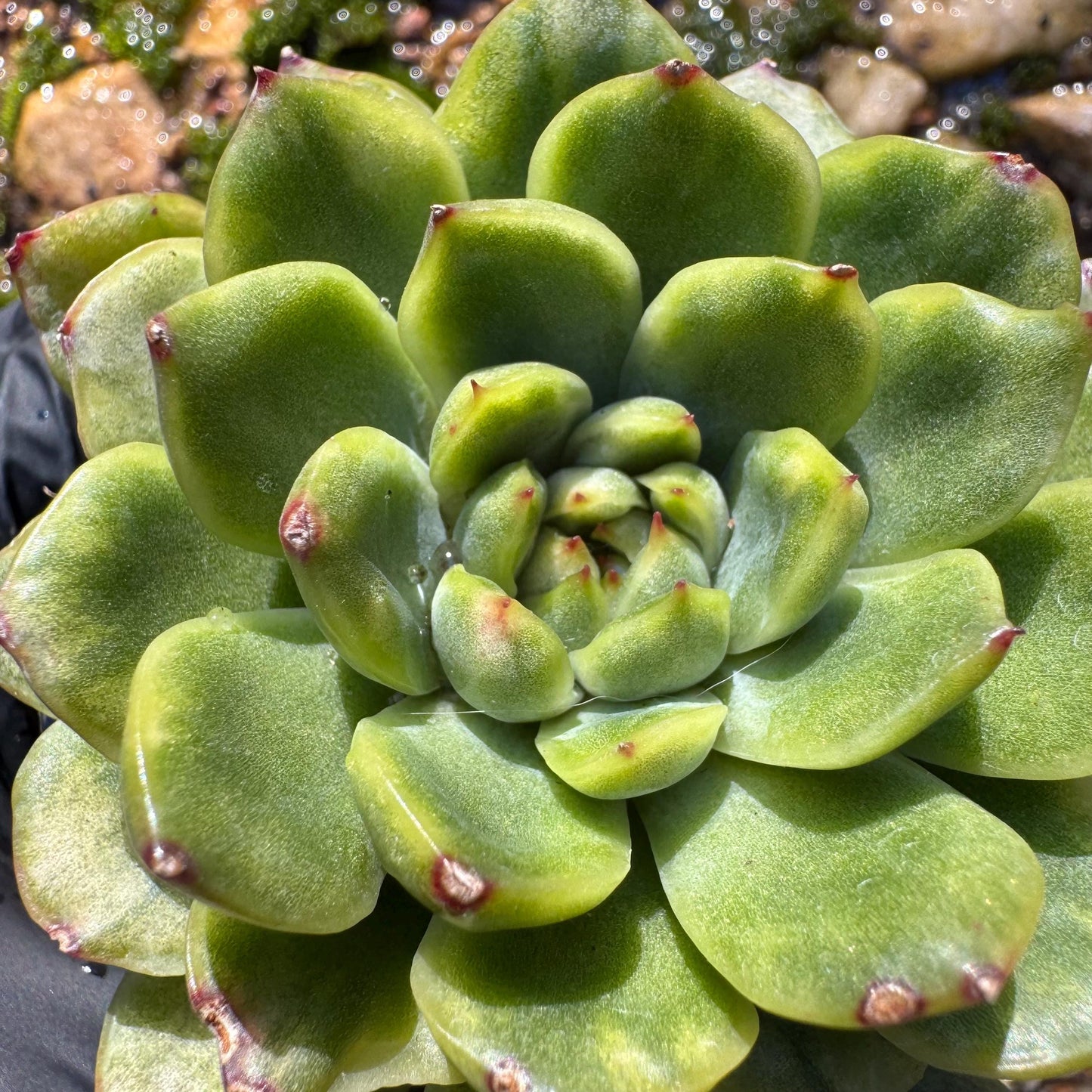 Echeveria' Ice Angle Variegated', about 2.5inches, new hybrid,  single head, Bare Root, Imported Rare Succulent