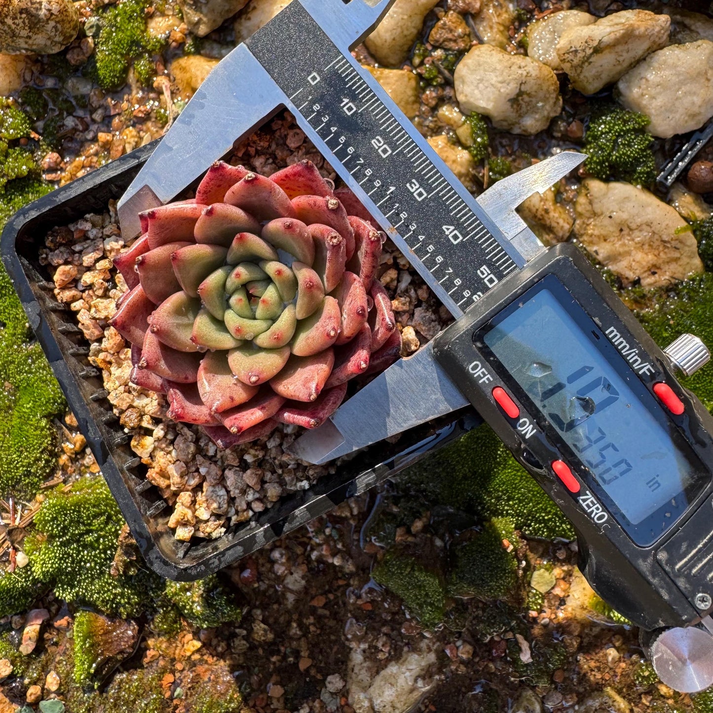 New! Echeveria  'cuckoo',  tiny  single head,  nice color, 2inches,   great quality,  Bare Root, Imported Rare Succulent, gift