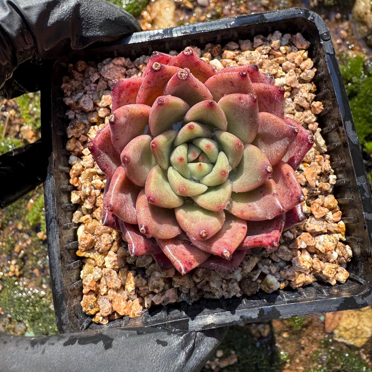 New! Echeveria  'cuckoo',  tiny  single head,  nice color, 2inches,   great quality,  Bare Root, Imported Rare Succulent, gift