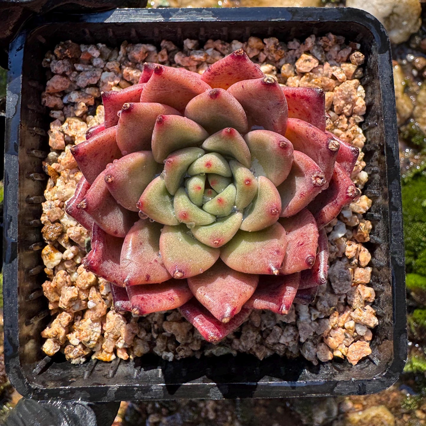 New! Echeveria  'cuckoo',  tiny  single head,  nice color, 2inches,   great quality,  Bare Root, Imported Rare Succulent, gift