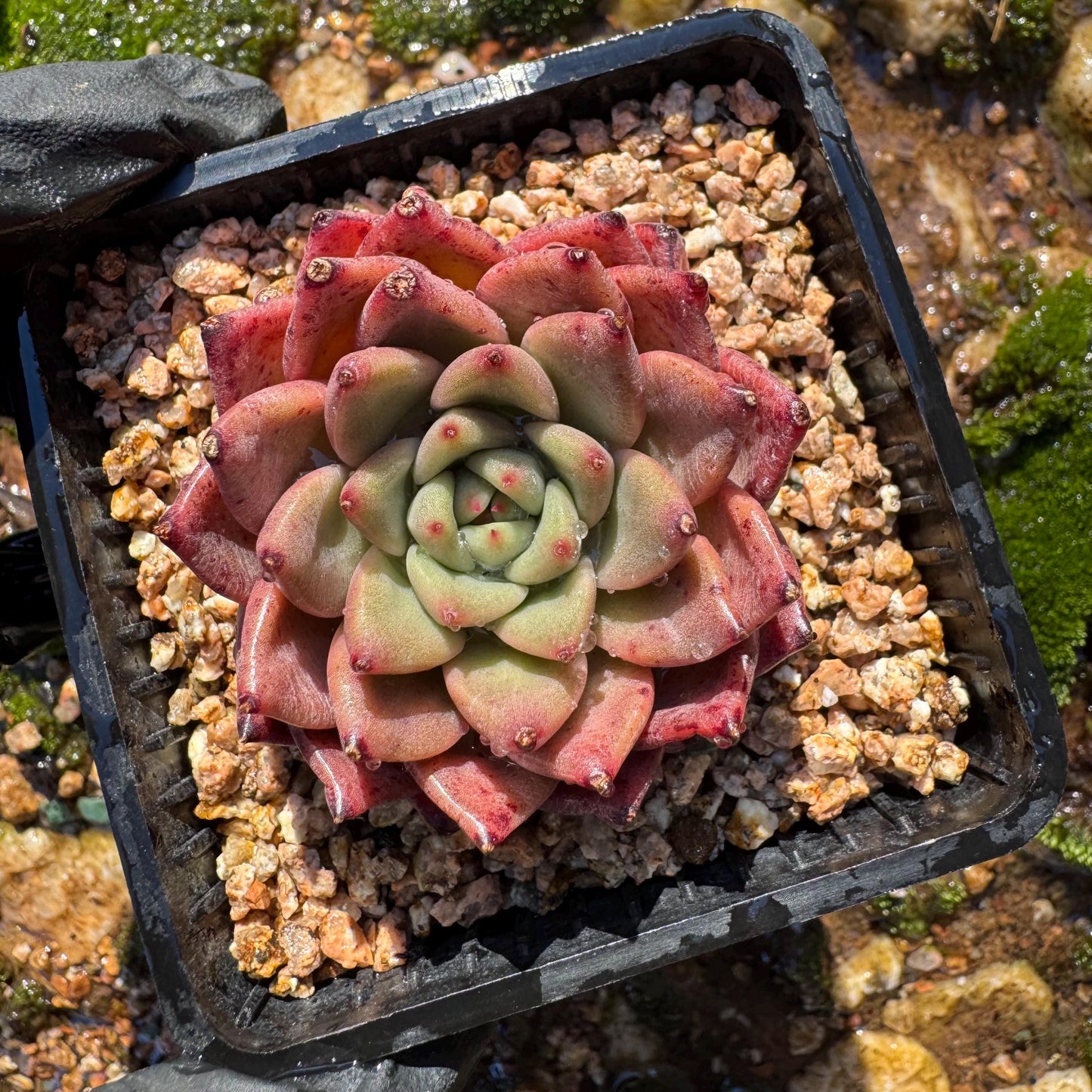 New! Echeveria  'cuckoo',  tiny  single head,  nice color, 2inches,   great quality,  Bare Root, Imported Rare Succulent, gift