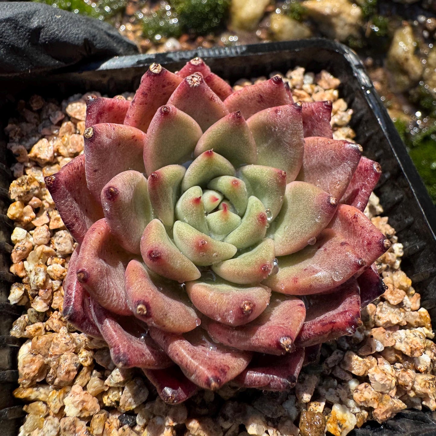 New! Echeveria  'cuckoo',  tiny  single head,  nice color, 2inches,   great quality,  Bare Root, Imported Rare Succulent, gift