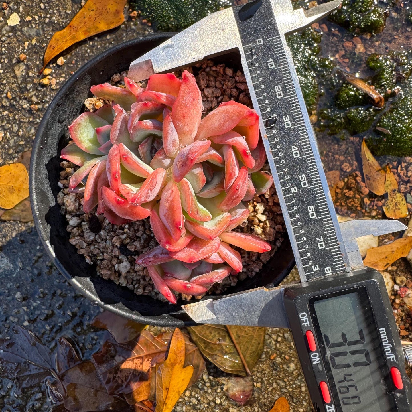 Echeveria 'Luella sp.' small cluster,  single head, 3inches, nice color,  Imported Rare Succulent, Bare Root, live plant