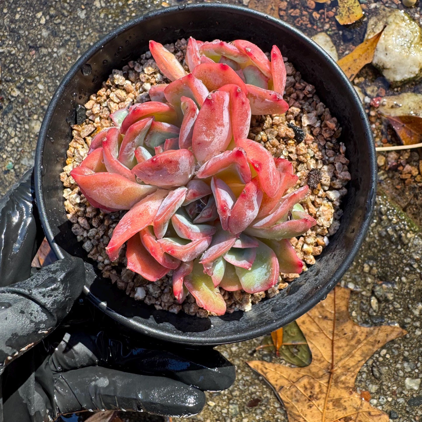 Echeveria 'Luella sp.' small cluster,  single head, 3inches, nice color,  Imported Rare Succulent, Bare Root, live plant