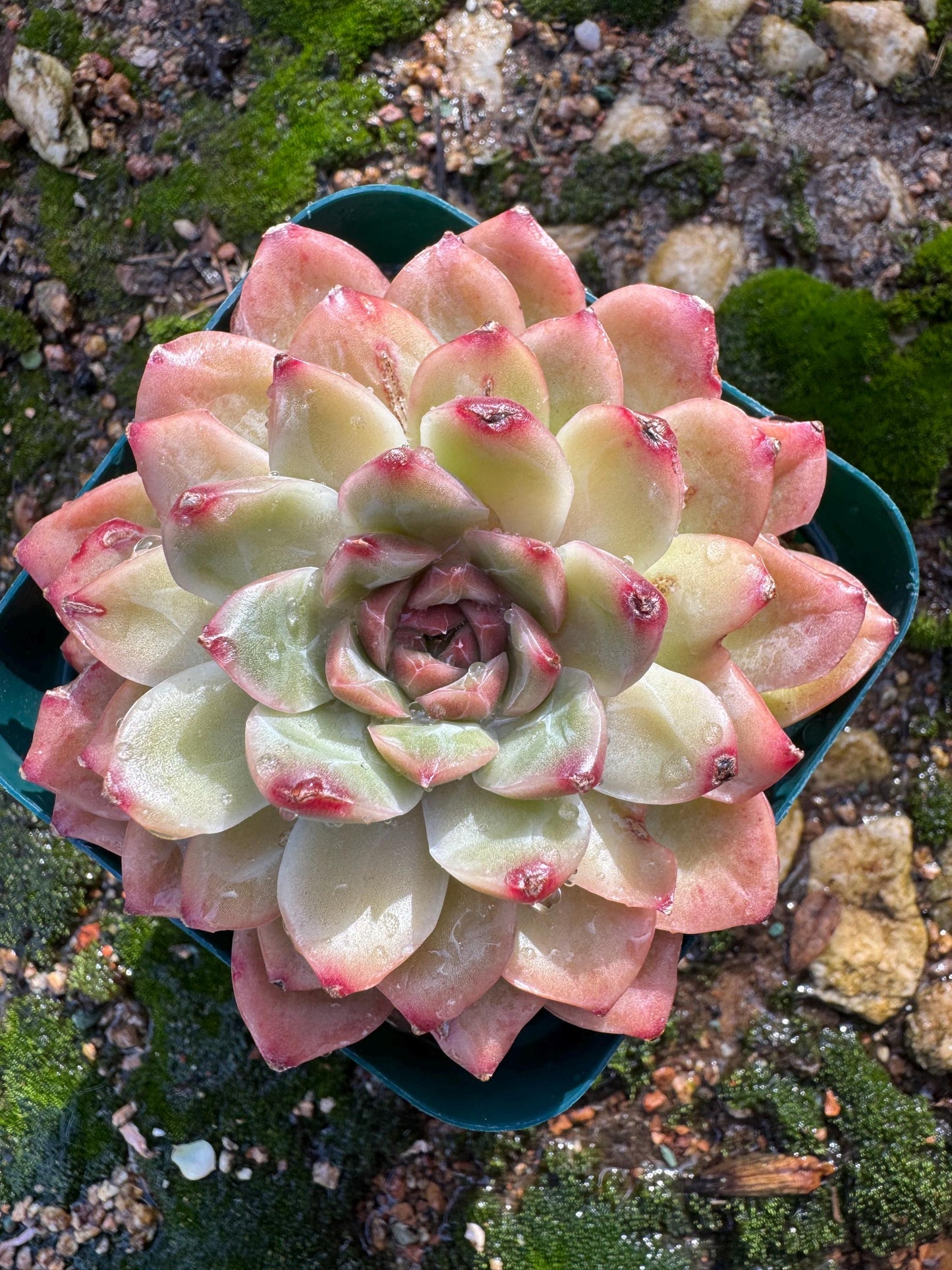 New! Echeveria  'Oriental Lily’ , big single head,   high quality, 3.5inches, Imported Rare Succulent, live plant, gift