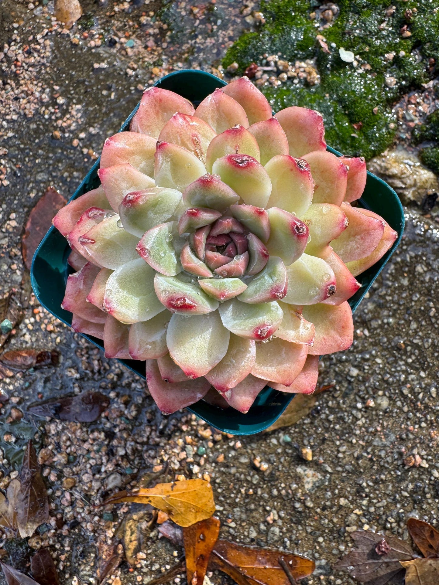 New! Echeveria  'Oriental Lily’ , big single head,   high quality, 3.5inches, Imported Rare Succulent, live plant, gift