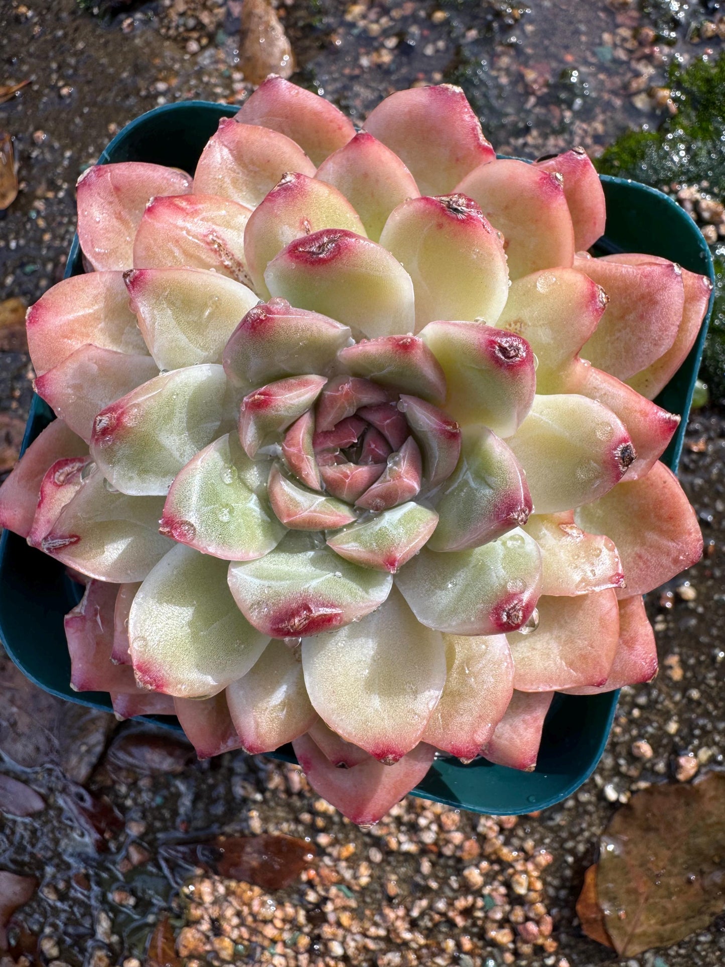 New! Echeveria  'Oriental Lily’ , big single head,   high quality, 3.5inches, Imported Rare Succulent, live plant, gift