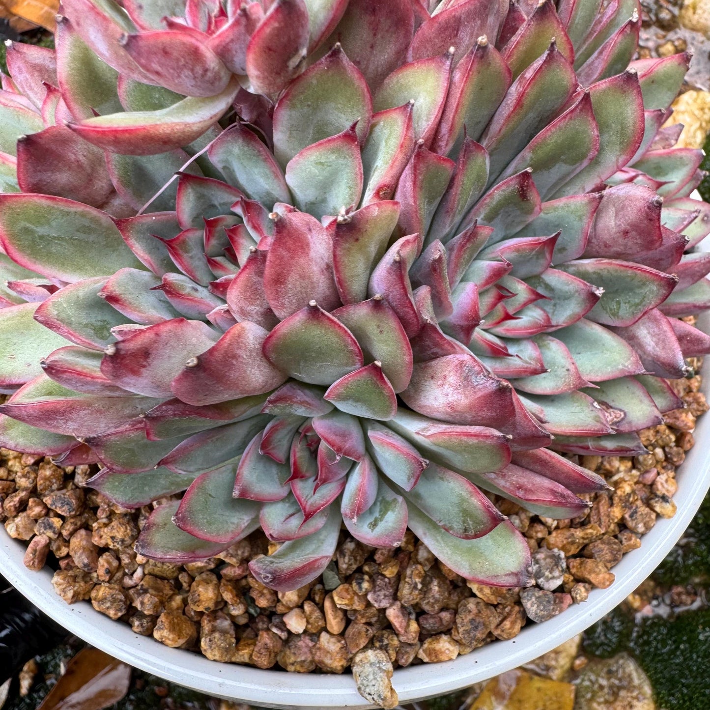 Echeveria' Lotus 'cluster, nice color, perfect shape, 4.6 inches, Bare Root, Imported Rare Succulent, only one