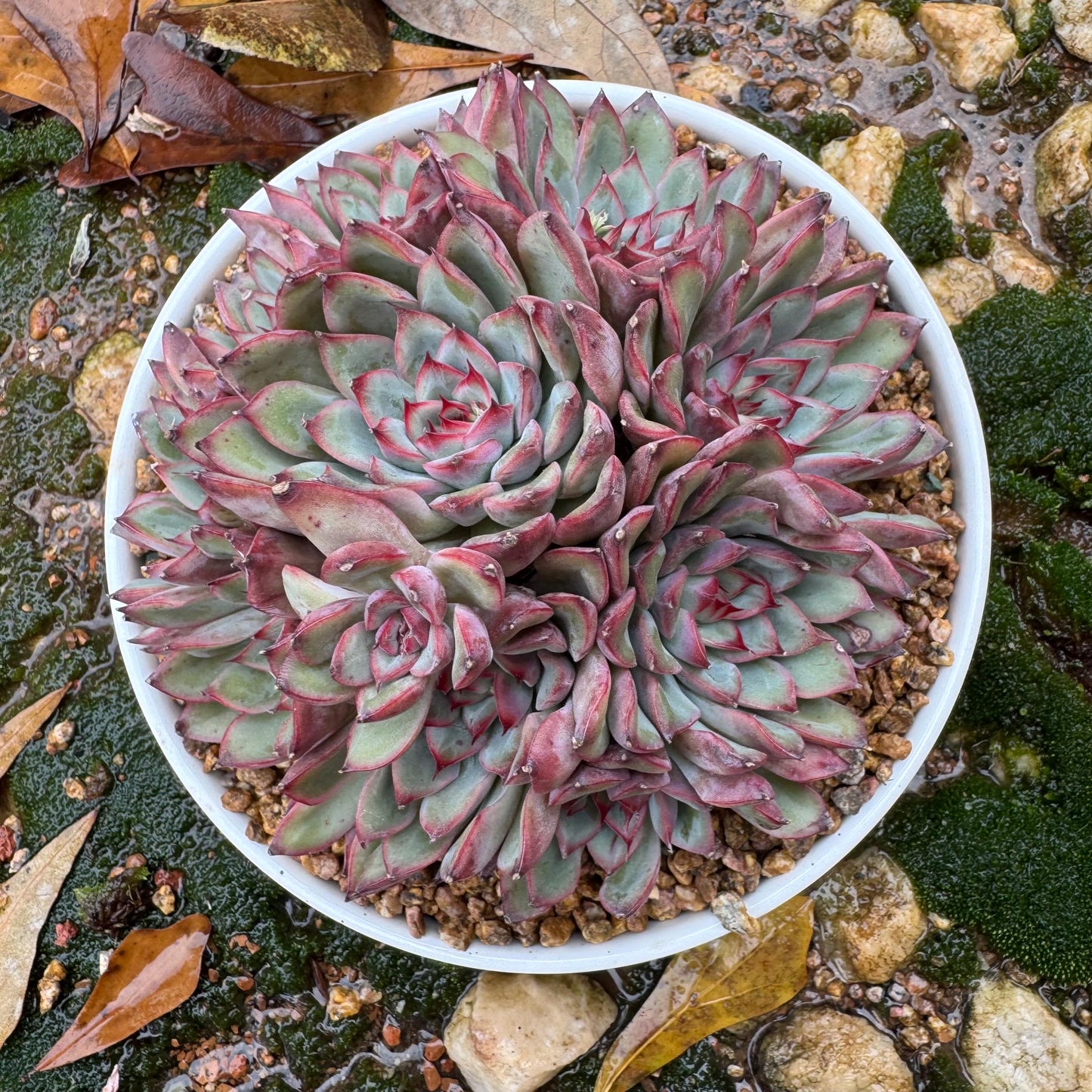 Echeveria' Lotus 'cluster, nice color, perfect shape, 4.6 inches, Bare Root, Imported Rare Succulent, only one