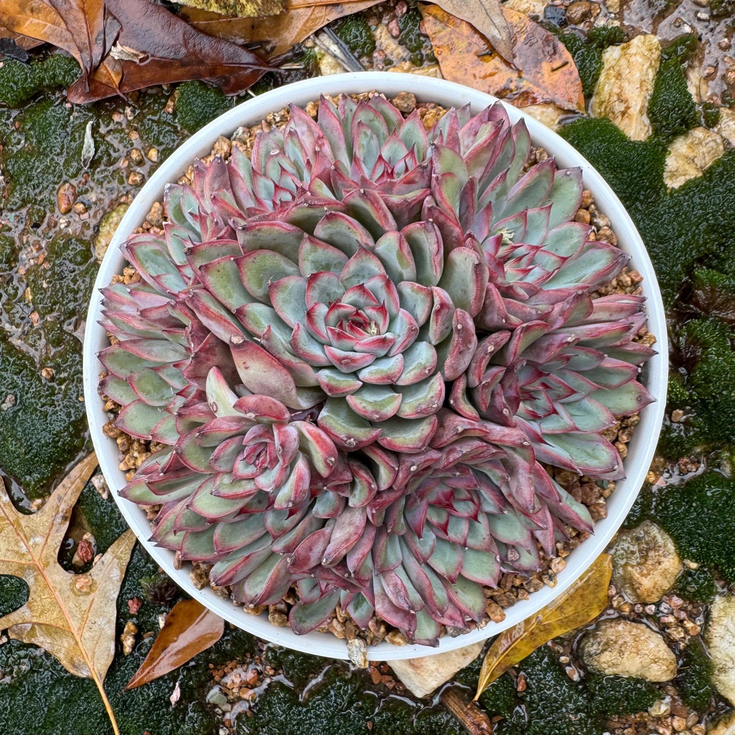 Echeveria' Lotus 'cluster, nice color, perfect shape, 4.6 inches, Bare Root, Imported Rare Succulent, only one