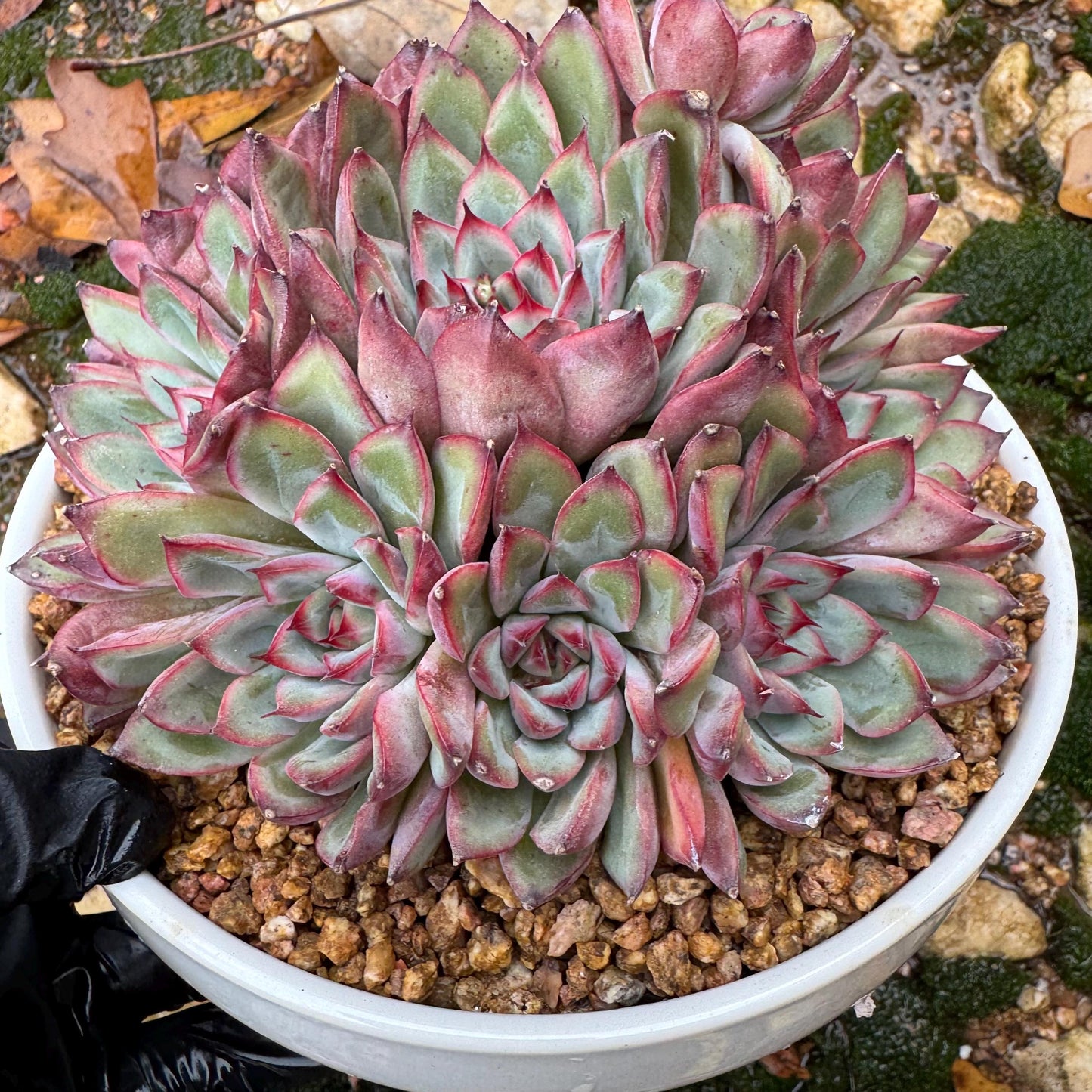 Echeveria' Lotus 'cluster, nice color, perfect shape, 4.6 inches, Bare Root, Imported Rare Succulent, only one