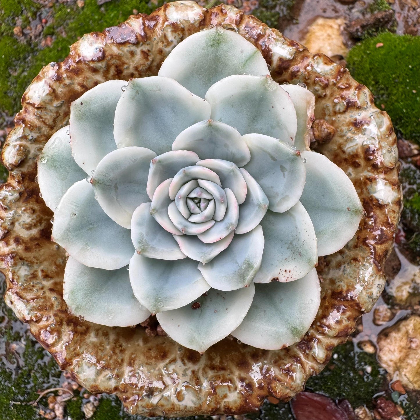 Echeveria 'Atlantis variegated' , single head,   high quality, 2.4inches , Imported Rare Succulent, live plant, gift