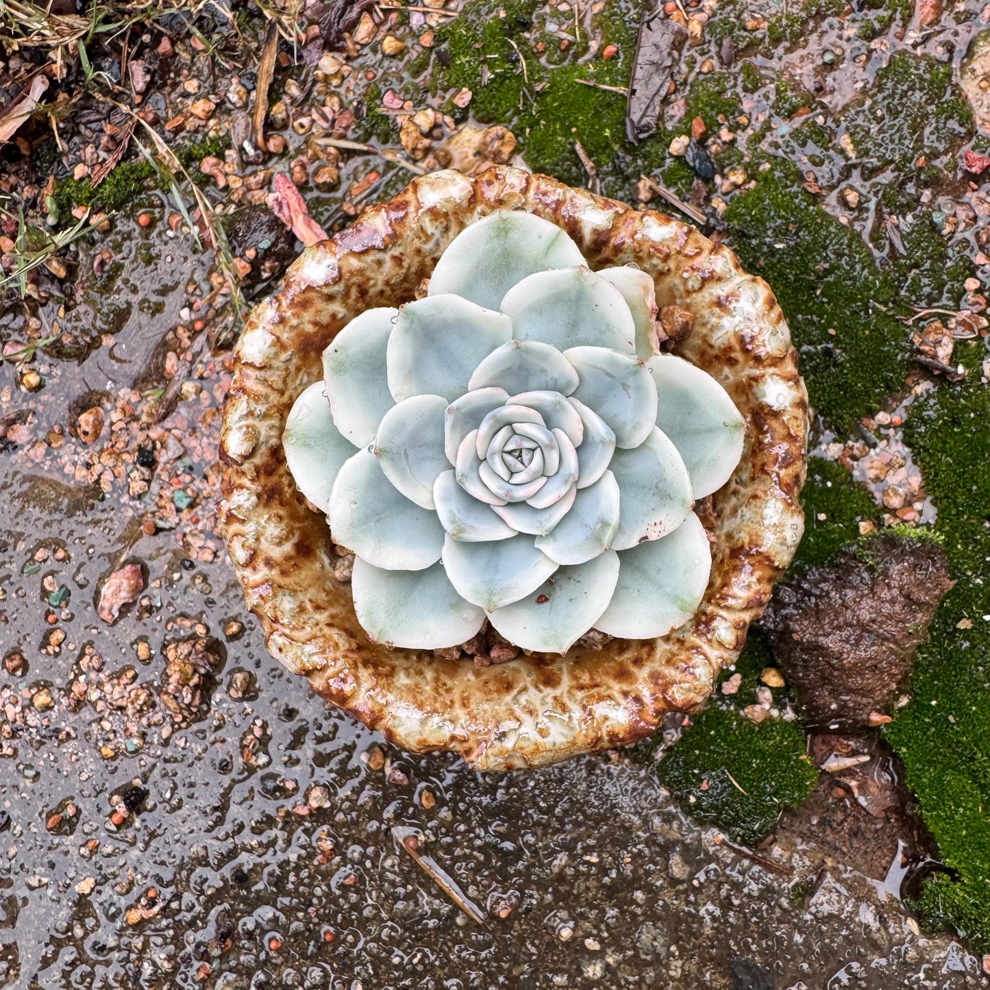 Echeveria 'Atlantis variegated' , single head,   high quality, 2.4inches , Imported Rare Succulent, live plant, gift