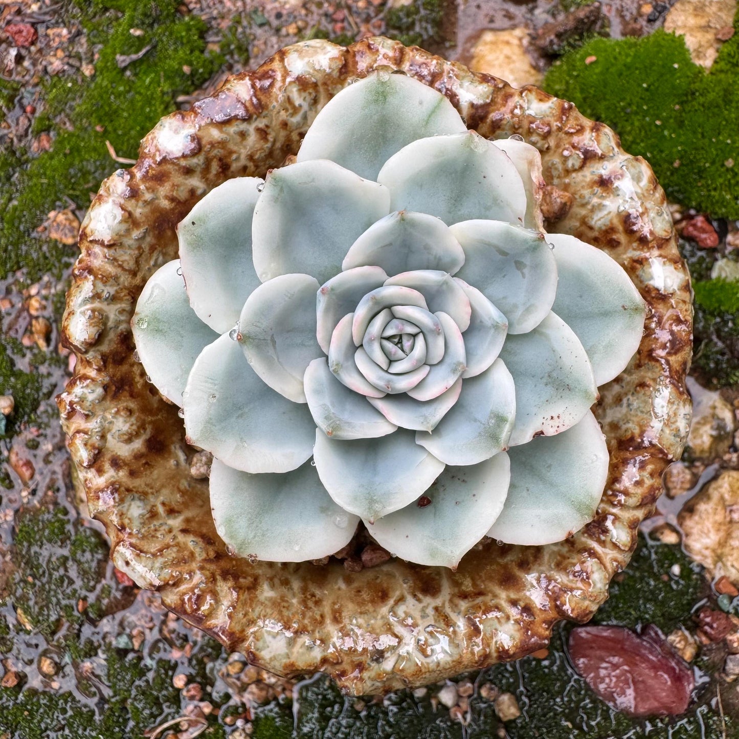 Echeveria 'Atlantis variegated' , single head,   high quality, 2.4inches , Imported Rare Succulent, live plant, gift