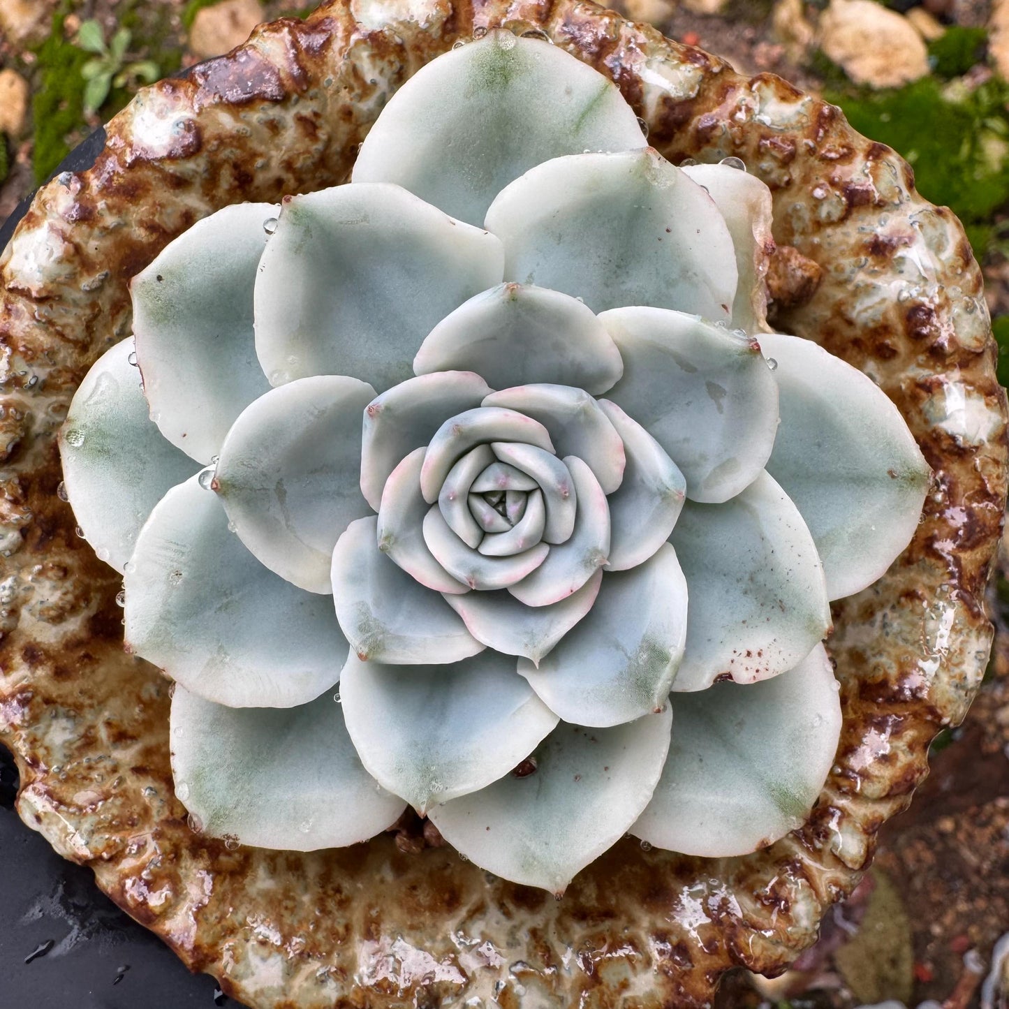 Echeveria 'Atlantis variegated' , single head,   high quality, 2.4inches , Imported Rare Succulent, live plant, gift