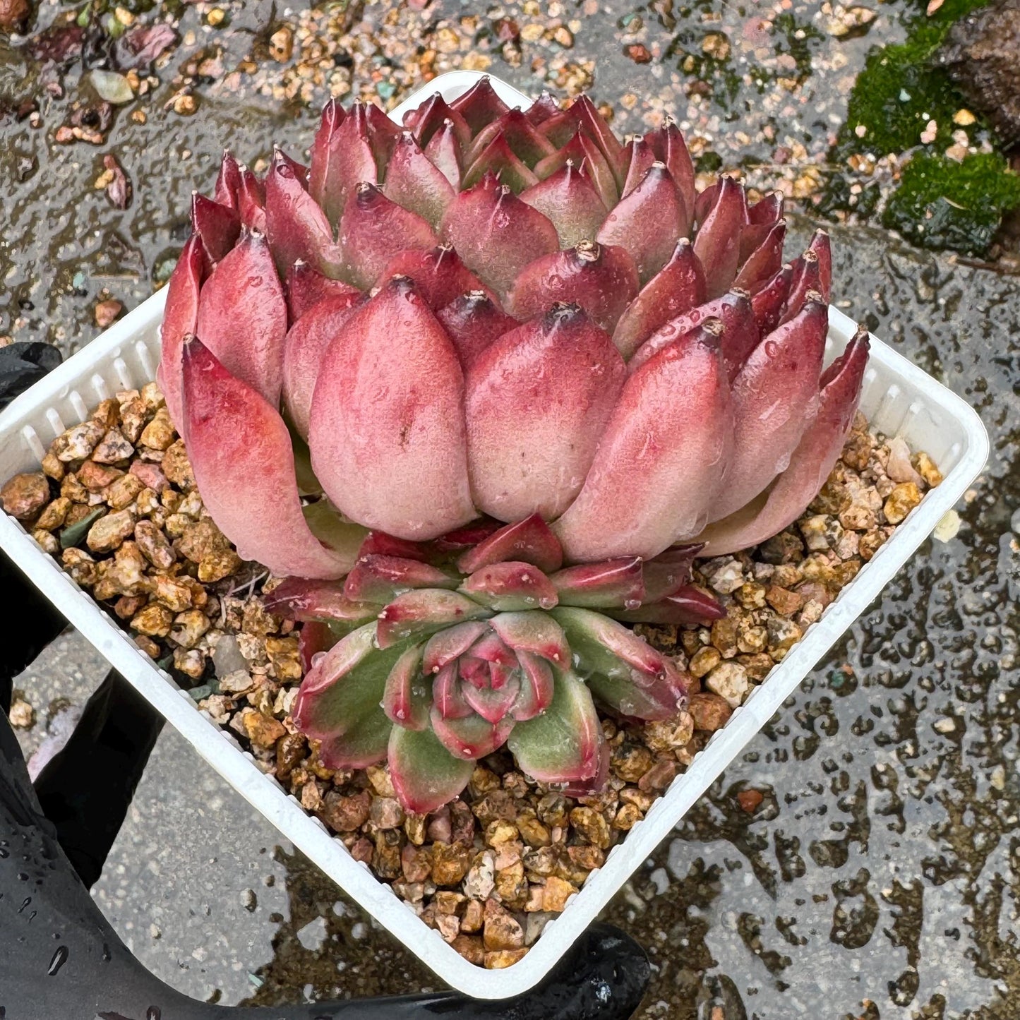 Echeveria  'red sunset', 2heads,  3.8inches ,  great quality,  Bare Root, Imported Rare Succulent, gift