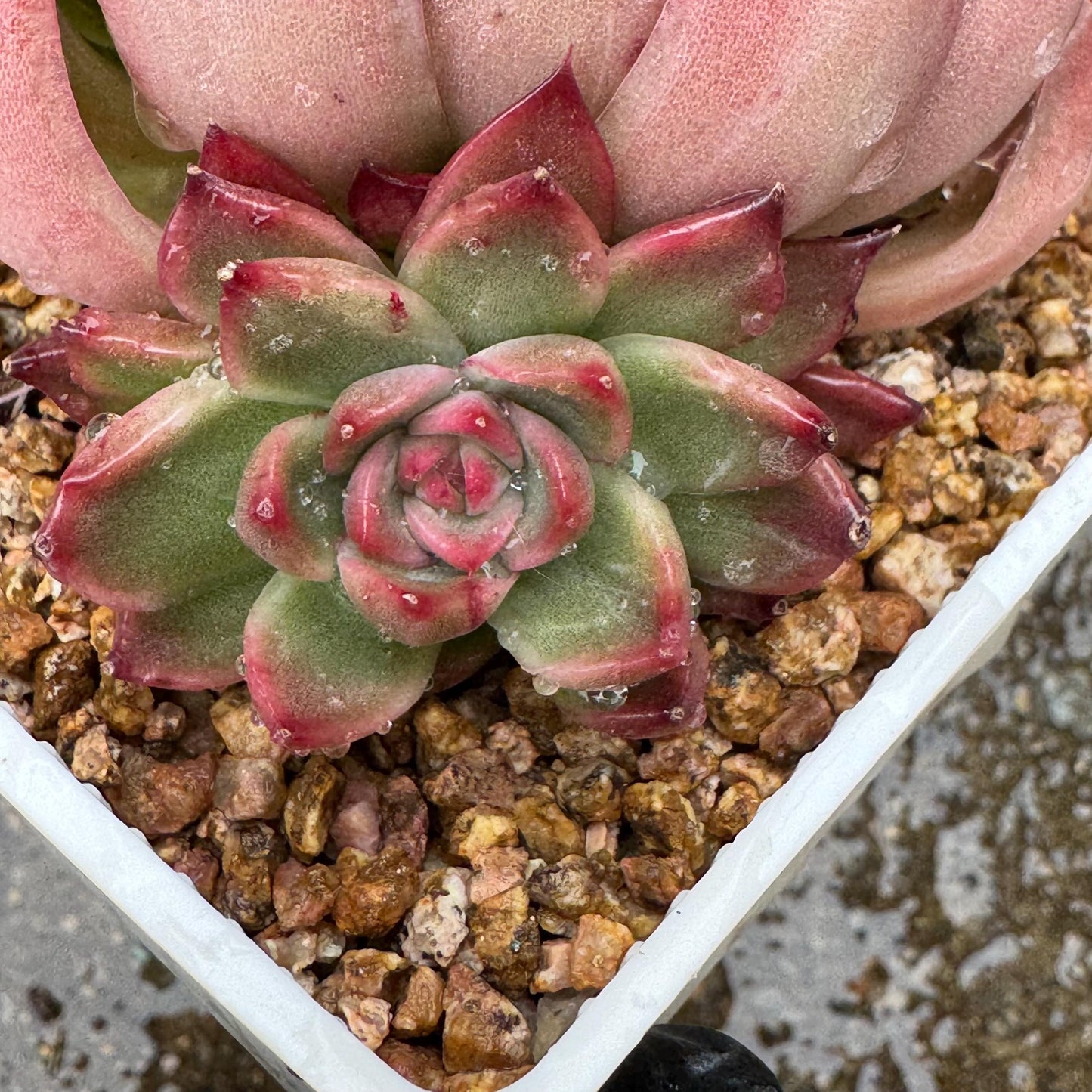 Echeveria  'red sunset', 2heads,  3.8inches ,  great quality,  Bare Root, Imported Rare Succulent, gift