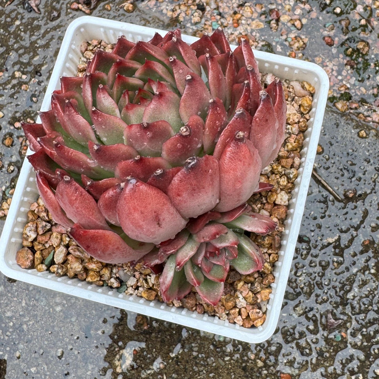 Echeveria  'red sunset', 2heads,  3.8inches ,  great quality,  Bare Root, Imported Rare Succulent, gift