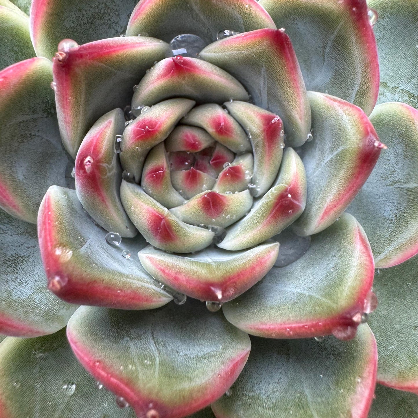 Echeveria ‘Moonstone’ , high quality ,  single head, 3.6inches, nice color, Bare Root, Imported Rare Succulent, gift, live plant