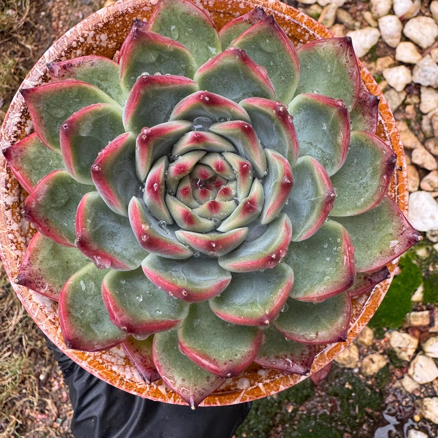 Echeveria ‘Moonstone’ , high quality ,  single head, 3.6inches, nice color, Bare Root, Imported Rare Succulent, gift, live plant