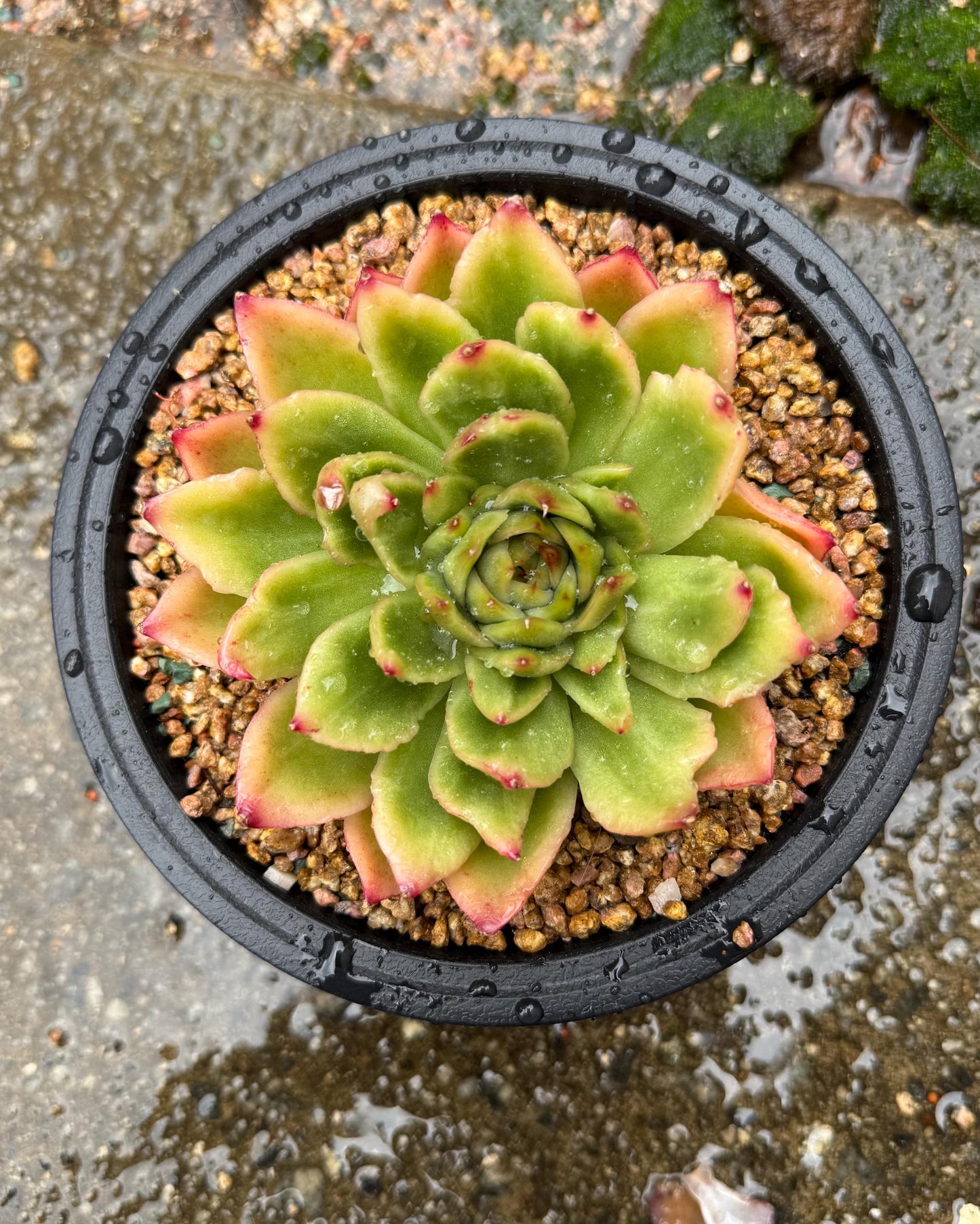 New! Echeveria  ‘spring rain ’ , big single head,   high quality, 3.8inches, Imported Rare Succulent, live plant, gift