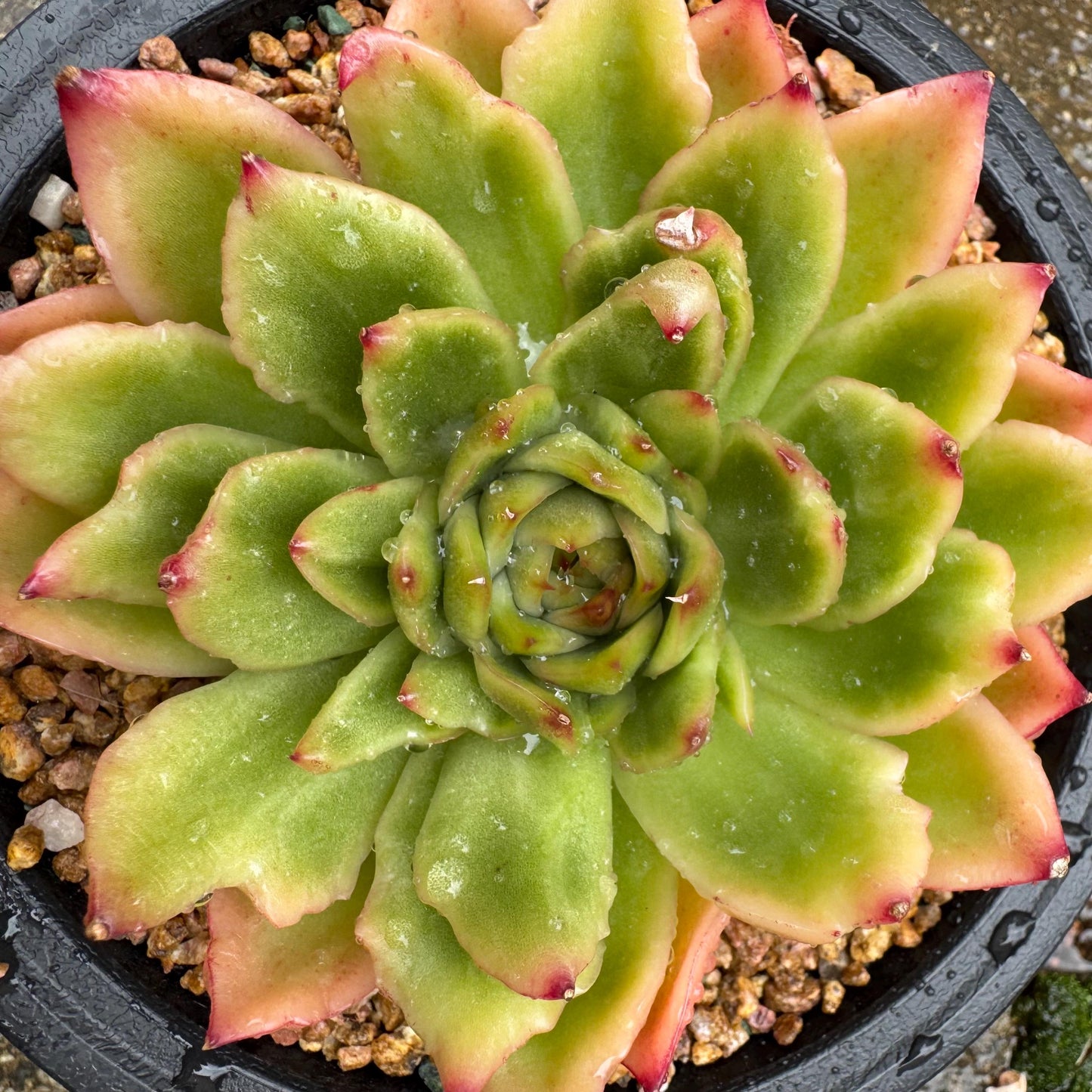 New! Echeveria  ‘spring rain ’ , big single head,   high quality, 3.8inches, Imported Rare Succulent, live plant, gift