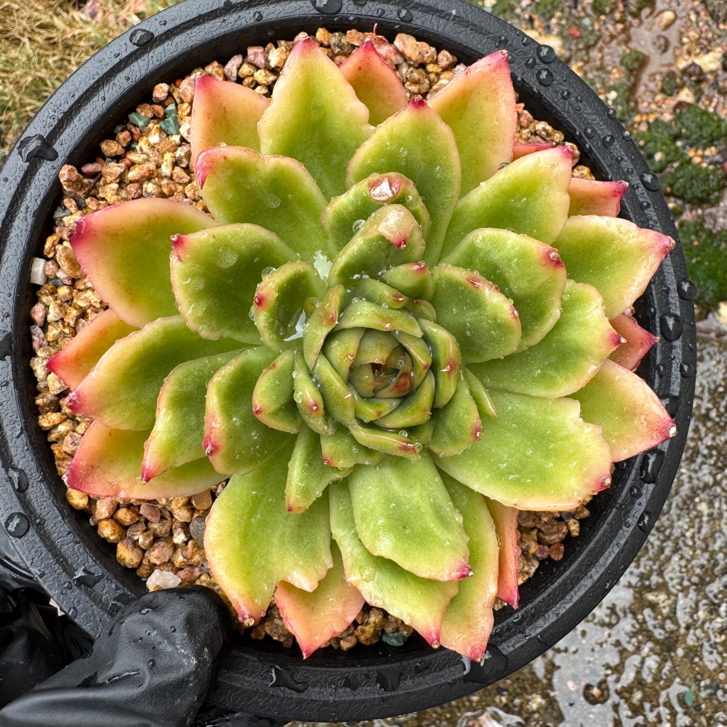 New! Echeveria  ‘spring rain ’ , big single head,   high quality, 3.8inches, Imported Rare Succulent, live plant, gift